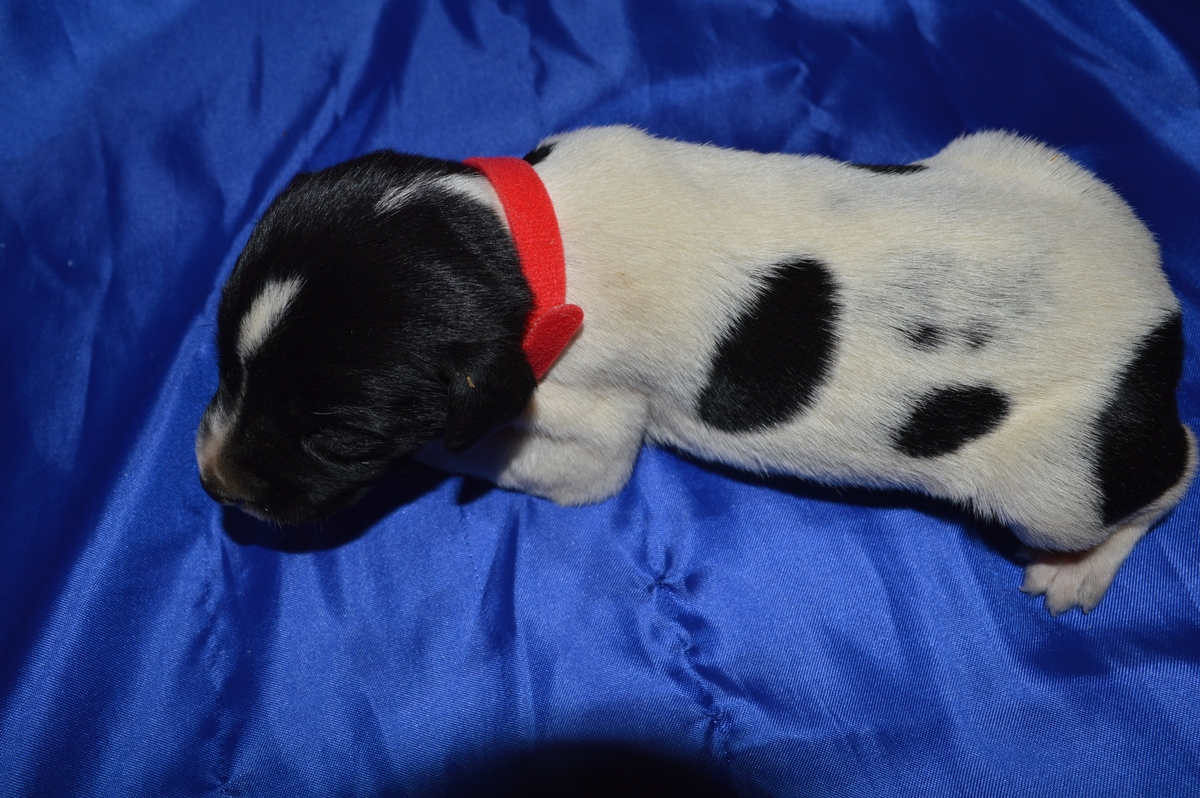 Black and White Spotted Puppy
