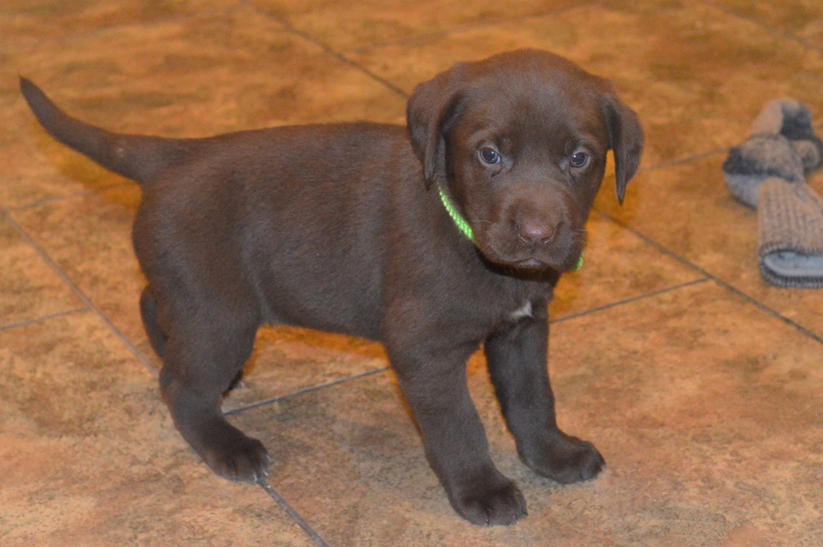 Chocolate Female Labrador puppies for sale in South dakota