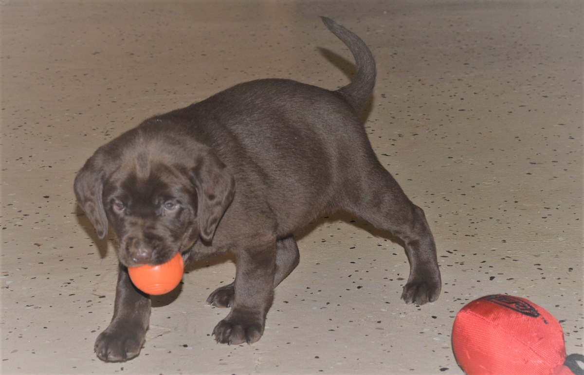 Chocolate Labrador Puppies for sale