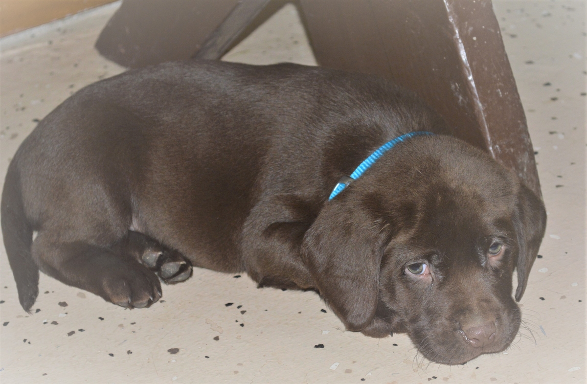 Chocolate Labrador Puppies for sale
