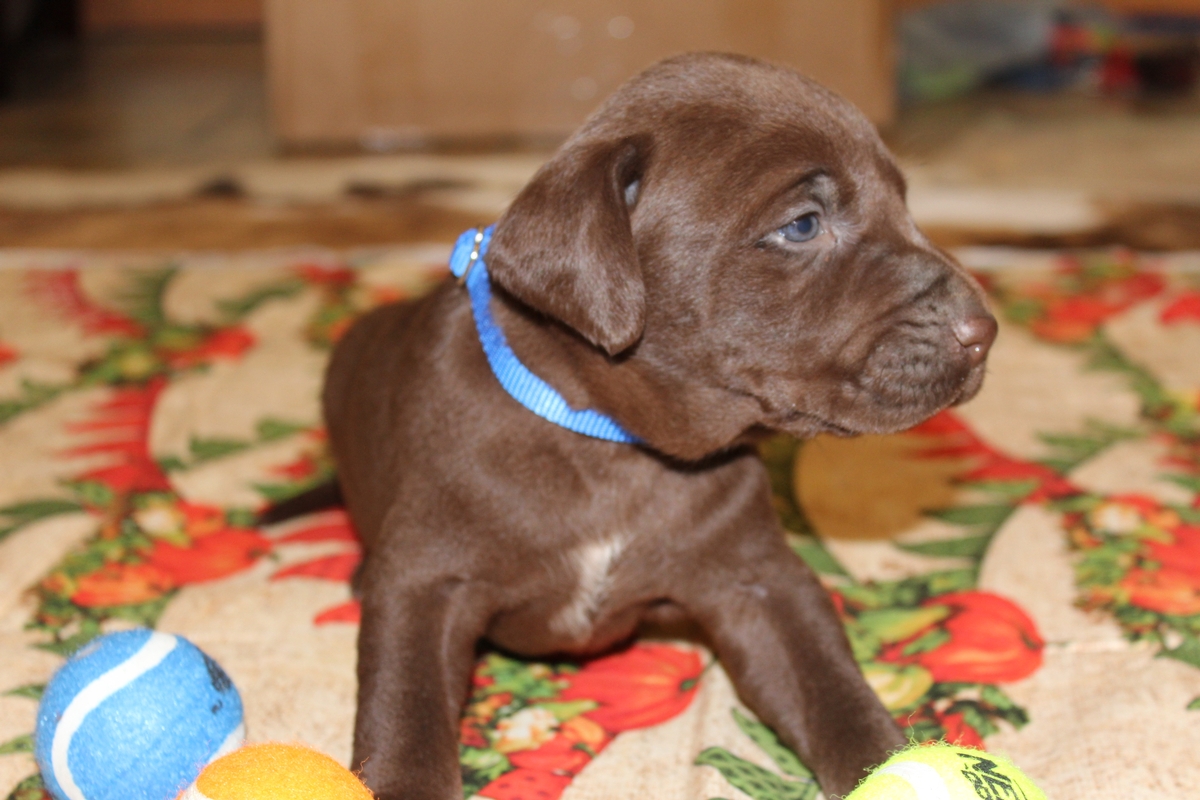 Chocolate Labrador Puppies for sale