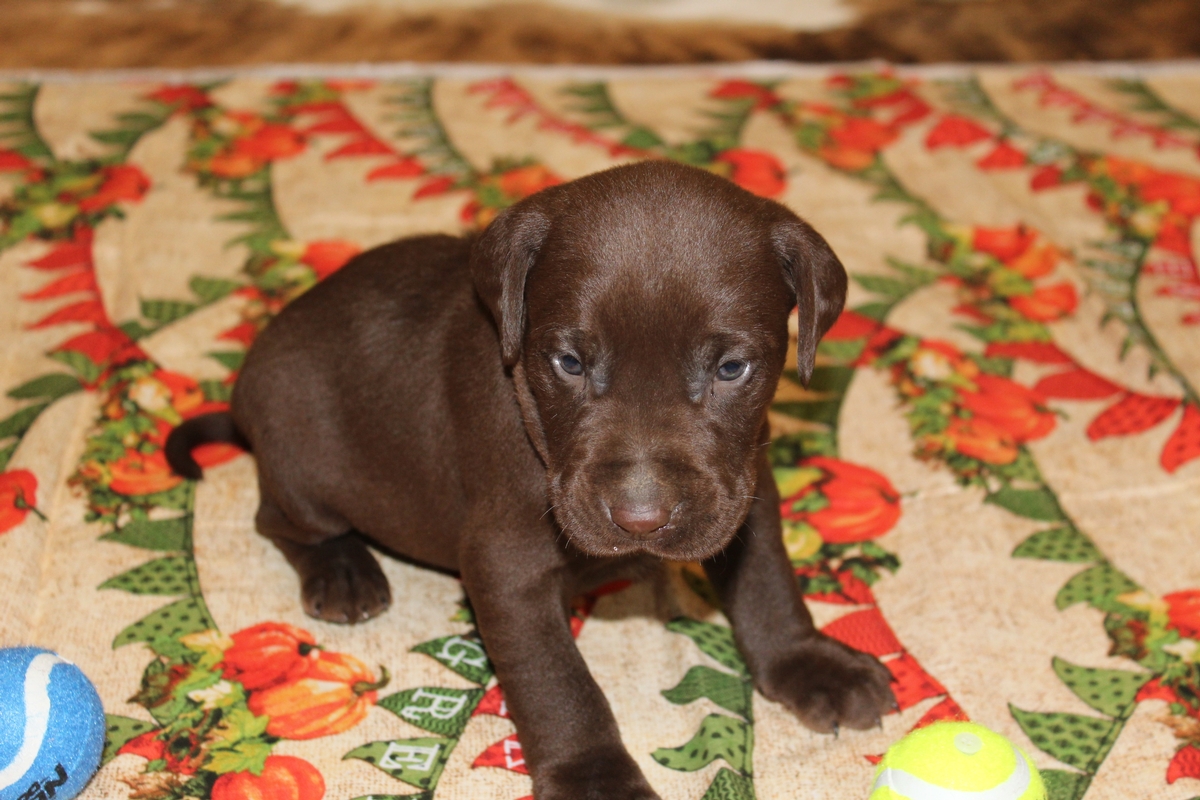 Chocolate Labrador Puppies for sale